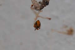 Parasteatoda lunata