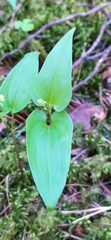 Maianthemum bifolium