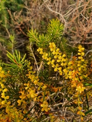 Dioscorea hastifolia