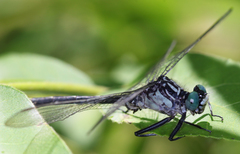 Stenogomphurus rogersi