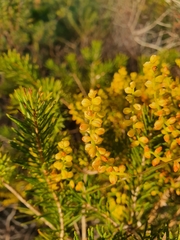 Dioscorea hastifolia