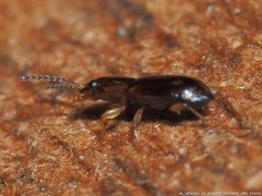 Acupalpus indistinctus