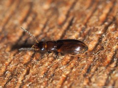 Acupalpus indistinctus