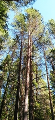 Pinus sylvestris