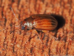 Colaspis brunnea