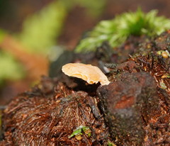 Panellus ligulatus