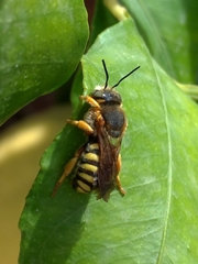 Rhodanthidium septemdentatum