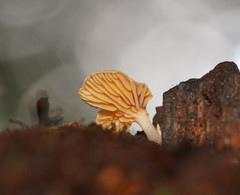 Panellus ligulatus
