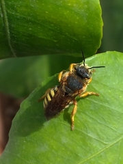 Rhodanthidium septemdentatum