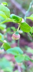 Vaccinium myrtillus