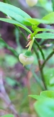 Vaccinium myrtillus