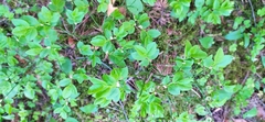 Vaccinium myrtillus
