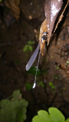 Drepanosticta spatulifera