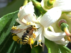 Rhodanthidium septemdentatum