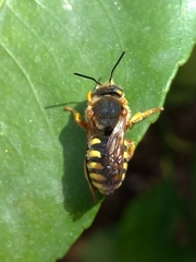 Rhodanthidium septemdentatum