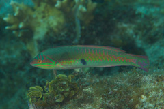 Halichoeres maculipinna