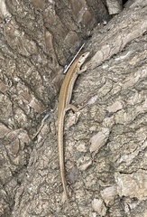 Podarcis liolepis