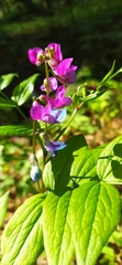 Lathyrus vernus