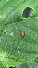 Iphiclus sedecimmaculatus