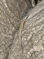Podarcis liolepis