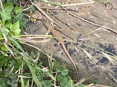 Podarcis liolepis