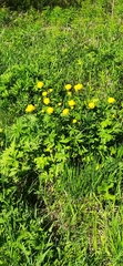 Trollius europaeus