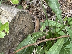 Podarcis liolepis