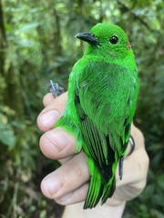 Chlorochrysa phoenicotis