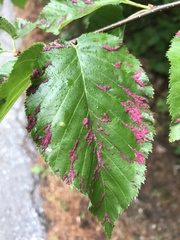 Acalitus longisetosus