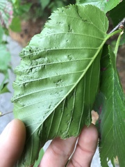 Acalitus longisetosus