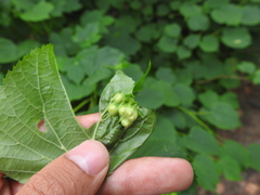 Didymomyia tiliacea