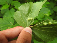 Didymomyia tiliacea