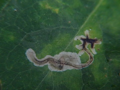 Phytomyza lonicerae