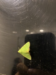 Eulepidotis viridissima