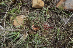 Mammillaria uncinata