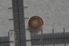 Punctum pygmaeum