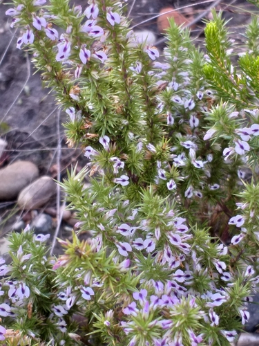 Image of Muraltia ericifolia by (c) kevin koen, some rights reserved (CC BY-SA)