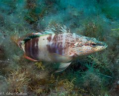 Serranus papilionaceus