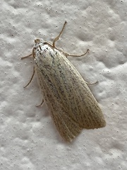 Palpidia pallidior
