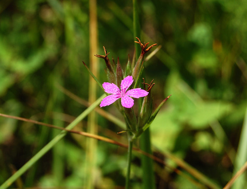 Dianthus armeria
