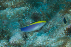 Halichoeres cyanocephalus