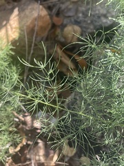 Asparagus nelsii