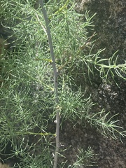 Asparagus nelsii