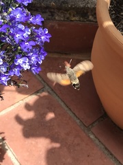 Macroglossum stellatarum