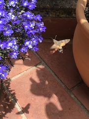 Macroglossum stellatarum