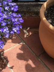 Macroglossum stellatarum