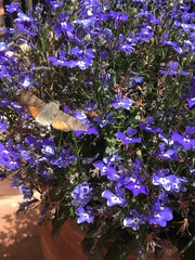 Macroglossum stellatarum