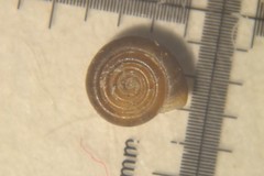 Bathyomphalus contortus