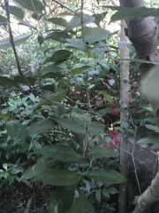 Myrsine cubana