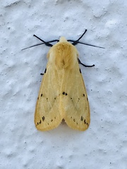 Spilosoma lutea